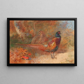 Archibald Thorburn - A cock and hen pheasant.webp