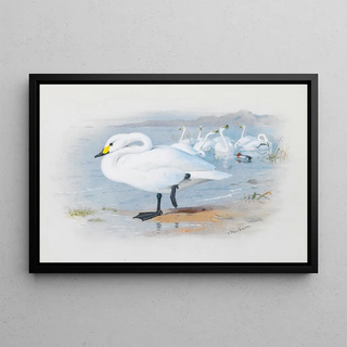 Archibald Thorburn - Bewicks Swan.webp