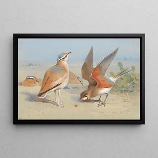 Archibald Thorburn - Cream Coloured Courser And Pratincole.webp