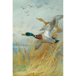 Archibald Thorburn - Mallard Rising.webp