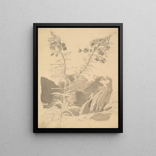 Carl Gustav Carus - Study of a Willowherb.webp