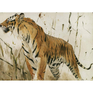 Étude d’un tigre - Wilhelm Kuhnert | Reproduction Tableau Décoration murale affiche copie