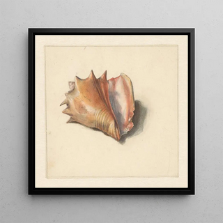 Étude d'une coquille - Albertus Steenbergen