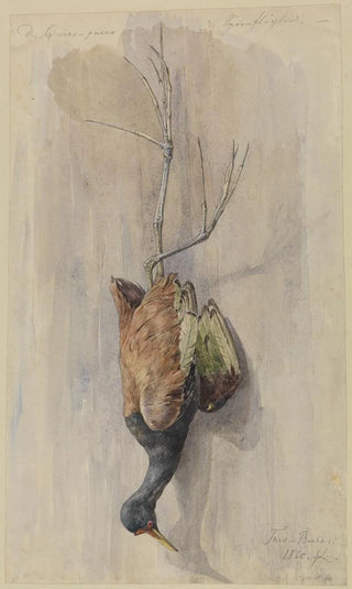 Ferdinand Keller - Studie eines toten Spornflglers.webp