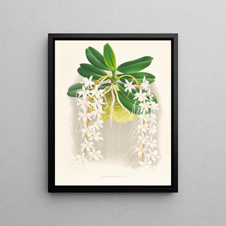Jean Jules Linden - Angraecum ellisi.webp