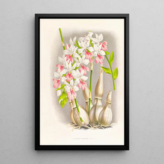 Jean Jules Linden - Calanthe regnieri.webp