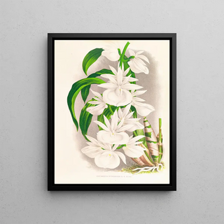 Jean Jules Linden - Catasetum bungerothi.webp