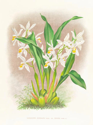Jean Jules Linden - Coelogyne ocellata.webp