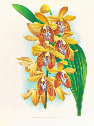 Jean Jules Linden - Houlletia brocklehurstiana.webp