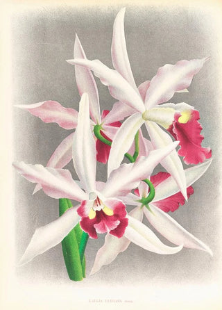 Jean Jules Linden - Laelia elegans.webp