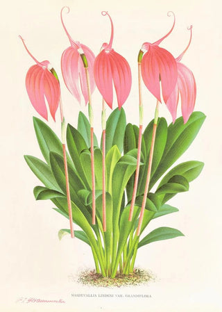 Jean Jules Linden - Masdevallia lindeni var grandiflora.webp