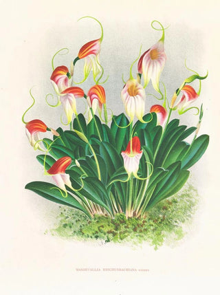 Jean Jules Linden - Masdevallia reichenbachiana.webp