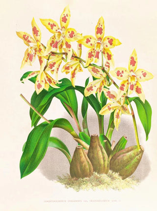 Jean Jules Linden - Odontoglossum coradinei var grandiflorum.webp