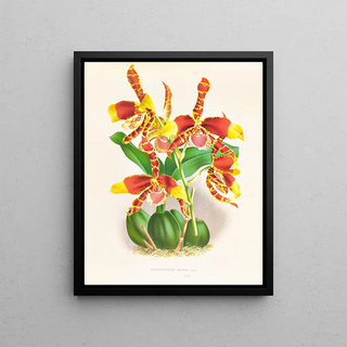 Jean Jules Linden - Odontoglossum grande.webp