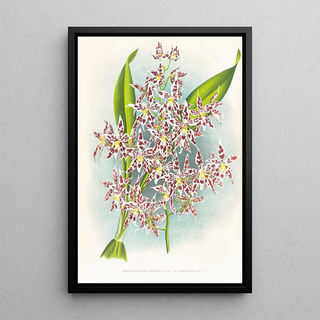 Jean Jules Linden - Odontoglossum odoratum var striatum.webp