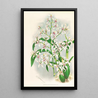 Jean Jules Linden - Odontoglossum ramosissimum.webp