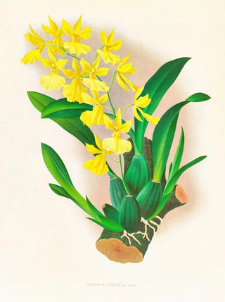 Jean Jules Linden - Oncidium concolor.webp