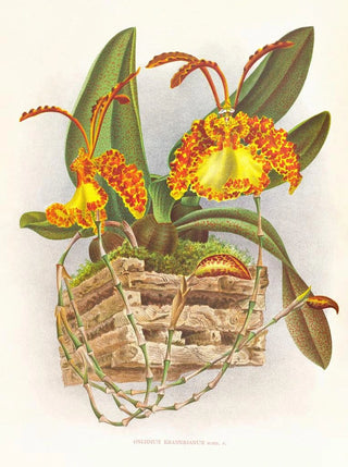 Jean Jules Linden - Oncidium kramerianum.webp