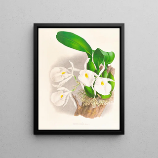 Jean Jules Linden - Pilumna nobilis.webp