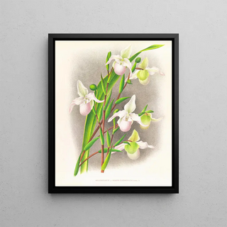 Jean Jules Linden - Selenipedium sedeni candidulum.webp