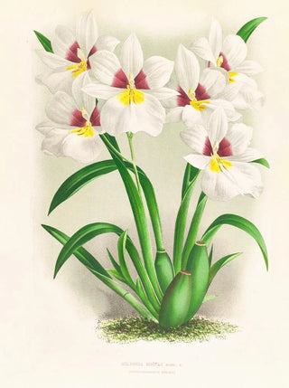 Jean Jules Linden - miltonia roezli.webp