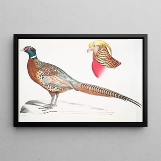 John Edward Gray - 1 Chinese Ring Necked Pheasant Phasianus torquatus 2 Head of the Common Golden Pheasant Chrysolophus pictus.webp