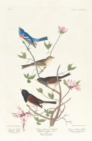 John James Audubon - Lazuli finch Claycoloured finch Oregon snow finch.webp
