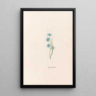 Magdelena Rosina Funck - Stern hacints.webp