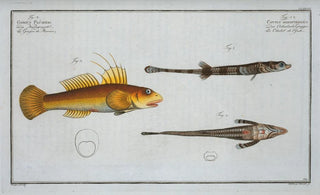 Marcus Elieser Bloch - 1 2 Cottus monopterigius 3 Gobius Plmieri.webp