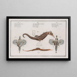 Marcus Elieser Bloch - 1 2 Pegasus Draconis The Sea Dragon 3 Syngnathus Hippocampus The SeaHorse.webp