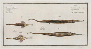 Marcus Elieser Bloch - 1 2 Syngnathus Biaculeatus The DoubleSpiny Pipe 3 Pegasus Natans The Swimmer.webp