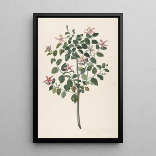 Maria Monninckx - Study of a Plant with RedPurple Flowers Sebastiana africana purpurea.webp