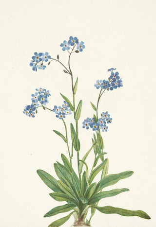 Mary Vaux Walcott - Alpine Forgetmenot Myosotis alpestris (Case Conflict).webp
