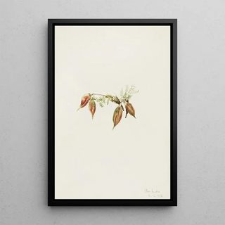 Mary Vaux Walcott - Alpine Pointvetch Oxytropis podocarpa.webp