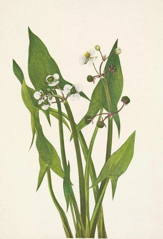 Mary Vaux Walcott - Arum Arrowhead Sagittaria cuneata.webp