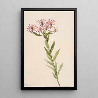 Mary Vaux Walcott - Aster Engelmann.webp