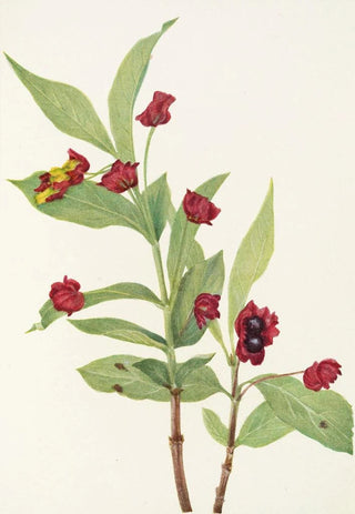 Mary Vaux Walcott - Bearberry Honeysuckle Lonicera involucrata.webp