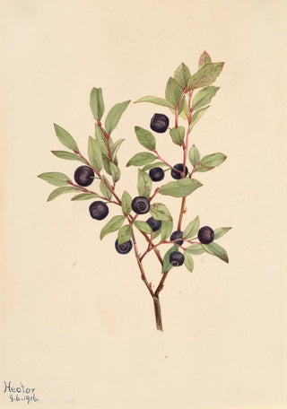 Mary Vaux Walcott - Big Whortleberry Vaccinium membranaceum.webp