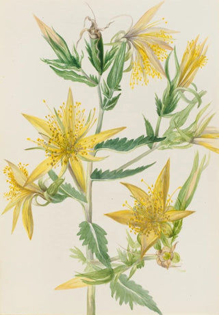 Mary Vaux Walcott - Blazing Star Mentzelia laevicaulis.webp