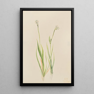 Mary Vaux Walcott - BogAsphodel Tofieldia intermedia.webp