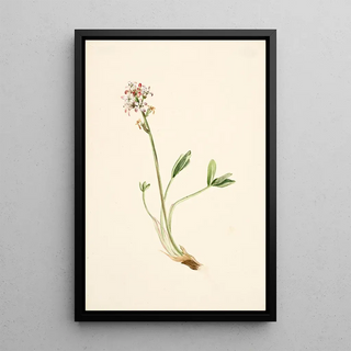 Mary Vaux Walcott - Buckbean Menyanthes trifoliata.webp