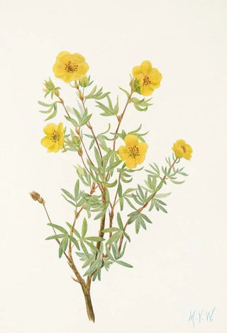 Mary Vaux Walcott - Bush Cinquefoil Potentilia fruticosa.webp