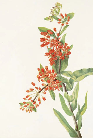 Mary Vaux Walcott - Butterflyweed Asclepias tuberosa.webp