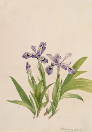 Mary Vaux Walcott - Crested Iris Iris cristata.webp