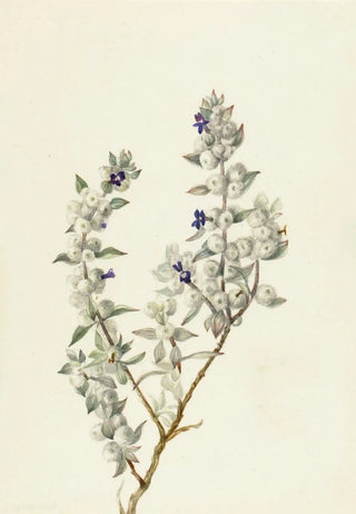 Mary Vaux Walcott - Death Valley Sage Salvia funerea.webp