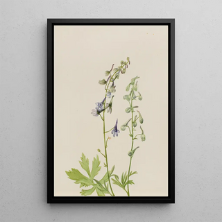 Mary Vaux Walcott - Delphinium Delphinium scopulorum.webp