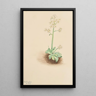 Mary Vaux Walcott - Early Saxifrage Saxifraga virginiensis.webp