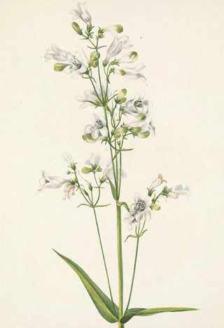 Mary Vaux Walcott - Foxglove Pentstemon Pentstemon digitalis.webp
