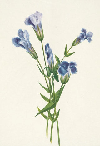Mary Vaux Walcott - Fringed Gentian Gentiana crinita.webp
