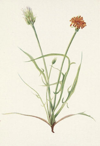 Mary Vaux Walcott - Grassleaf Agoseris Agoseris graminiflolia.webp
